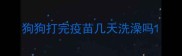 狗狗打完疫苗几天洗澡吗