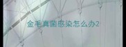 金毛真菌感染怎么办