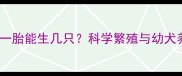 拉布拉多犬一胎能生几只科学繁殖与幼犬养护全指南