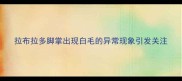 拉布拉多脚掌出现白毛的异常现象引发关注