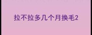 拉不拉多几个月换毛