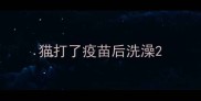 猫打了疫苗后洗澡