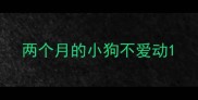 两个月的小狗不爱动