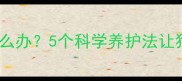 小拉布拉多眼睛小怎么办5个科学养护法让狗狗眼睛又亮又健康