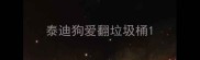 泰迪狗爱翻垃圾桶