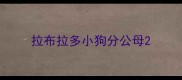 拉布拉多小狗分公母