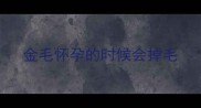 金毛怀孕的时候会掉毛