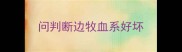 问判断边牧血系好坏