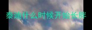 泰迪什么时候开始长胖