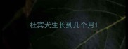 杜宾犬生长到几个月