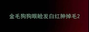 金毛狗狗眼睑发白红肿掉毛