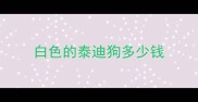 白色的泰迪狗多少钱