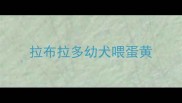 拉布拉多幼犬喂蛋黄