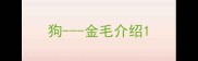 狗---金毛介绍