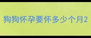 狗狗怀孕要怀多少个月