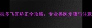 拉布拉多飞耳矫正全攻略专业兽医步骤与注意事项