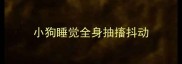 小狗睡觉全身抽搐抖动