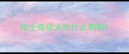 哈士奇成犬吃什么狗粮