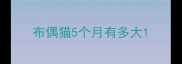 布偶猫5个月有多大