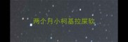 两个月小柯基拉屎软