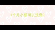 3个月小猫可以洗澡