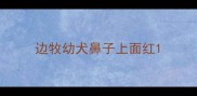 边牧幼犬鼻子上面红