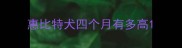 惠比特犬四个月有多高