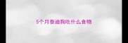 5个月泰迪狗吃什么食物