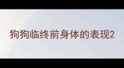 狗狗临终前身体的表现