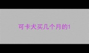 可卡犬买几个月的