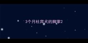 3个月杜宾犬的脚掌