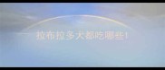 拉布拉多犬都吃哪些