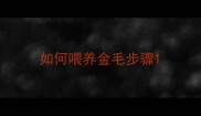如何喂养金毛步骤