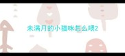 未满月的小猫咪怎么喂