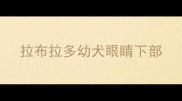 拉布拉多幼犬眼睛下部
