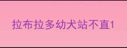 拉布拉多幼犬站不直