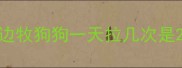 边牧狗狗一天拉几次是