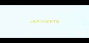 出生两个月的布丁鼠