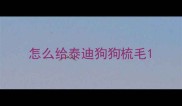 怎么给泰迪狗狗梳毛