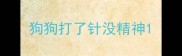 狗狗打了针没精神