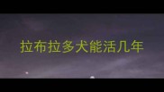 拉布拉多犬能活几年
