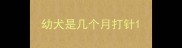 幼犬是几个月打针