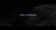 小狗头上长疙瘩结痂