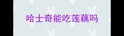 哈士奇能吃莲藕吗
