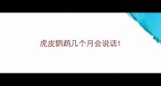 虎皮鹦鹉几个月会说话