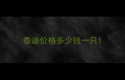 泰迪价格多少钱一只