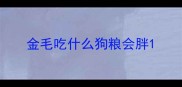 金毛吃什么狗粮会胖