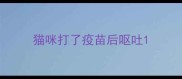 猫咪打了疫苗后呕吐