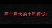 两个月大的小狗睡觉