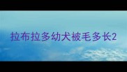 拉布拉多幼犬被毛多长